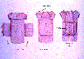 תמונה ממוזערת לגרסה מ־08:48, 17 במרץ 2008